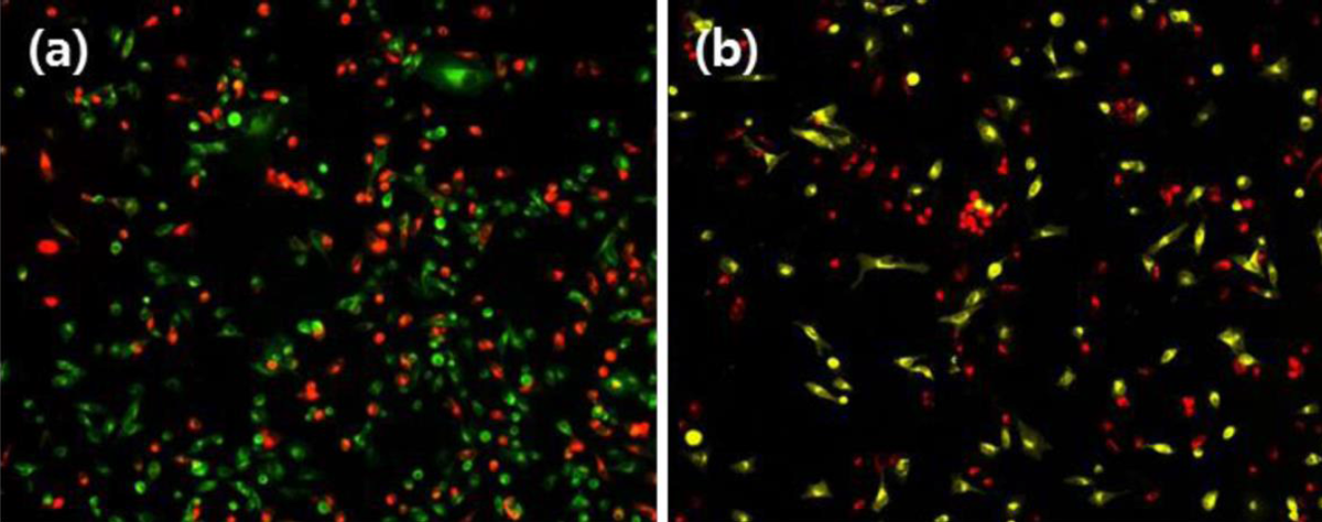 Figure 2. Imaging of Cultured cell after CytoFlamma® cell membrane staining.png